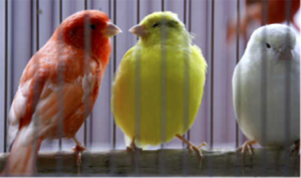 Canaries on a perch - getting social for your business on Twitter can be great fun!