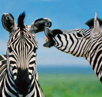 Zebras telling stories