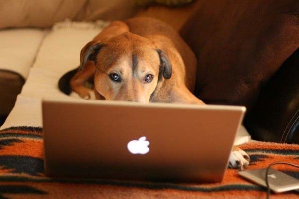 Idea Girl Media works like a dog to manage your social media!