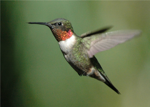Hummingbirds can teach us about social media